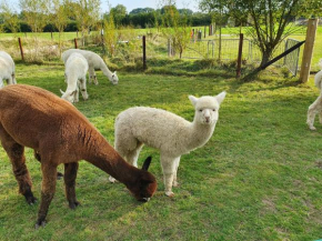 Dartmoor Reach Alpaca Farm Glamping